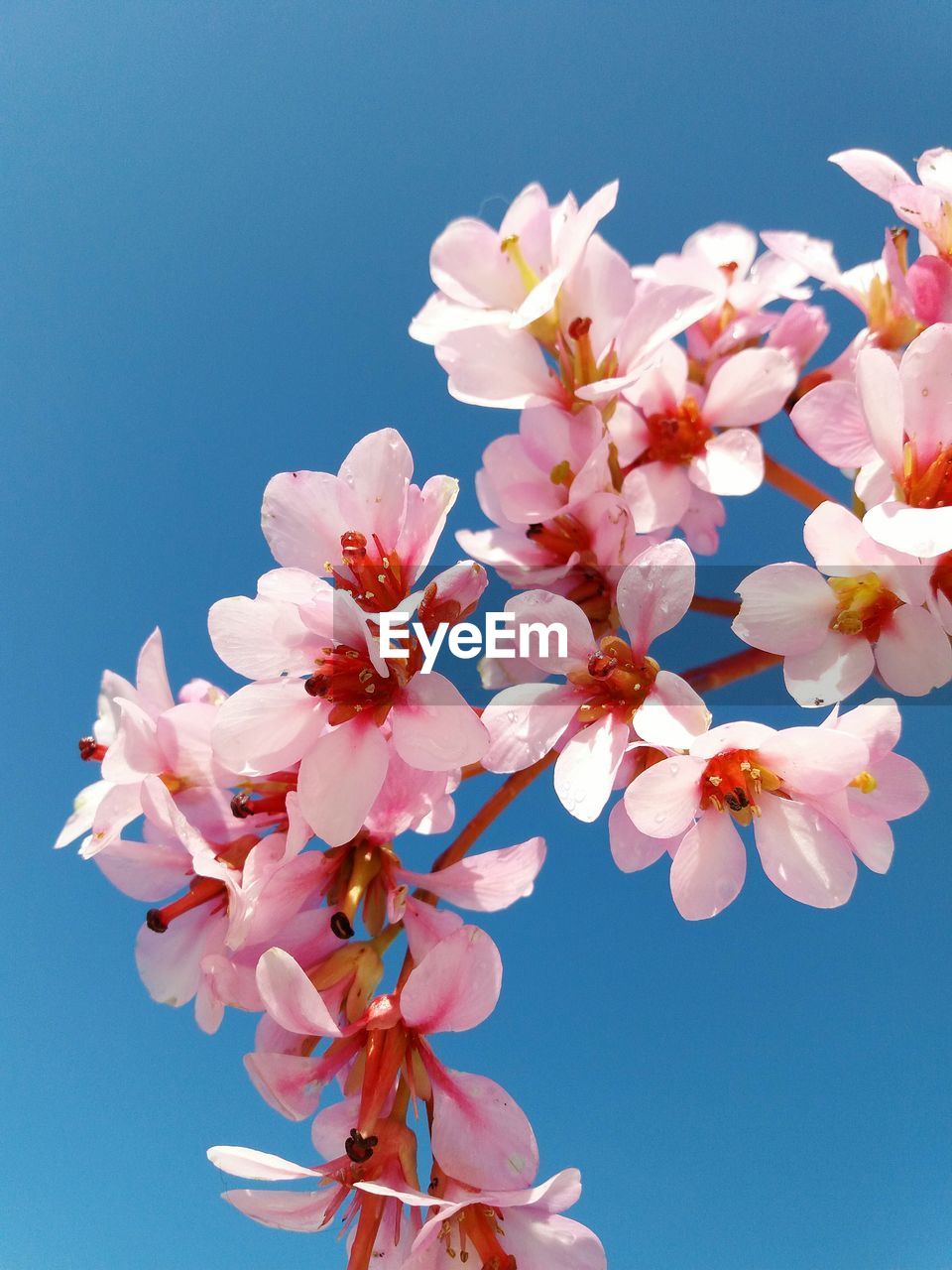 LOW ANGLE VIEW OF FLOWERS AGAINST SKY