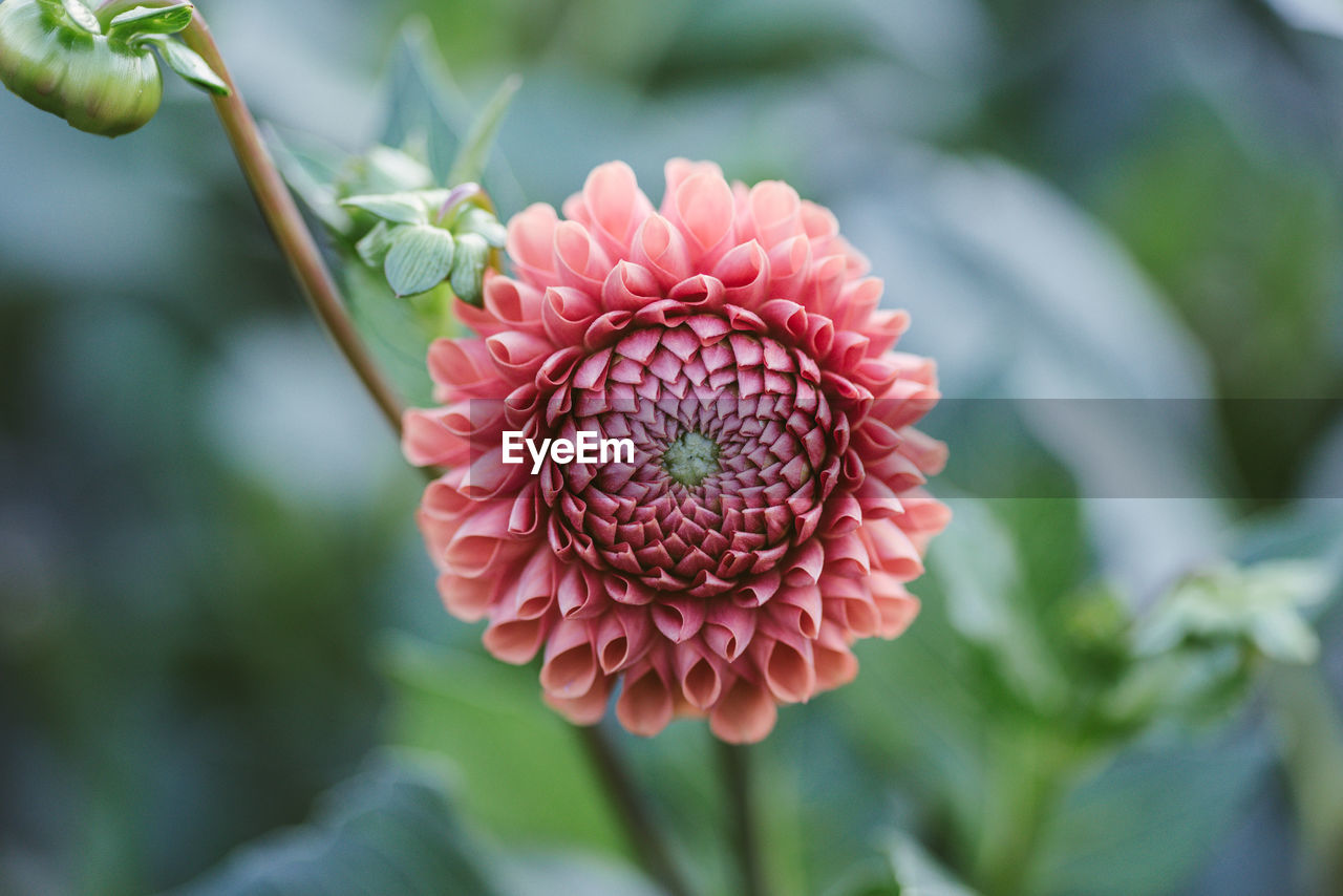 Close-up of pink dahlia flower