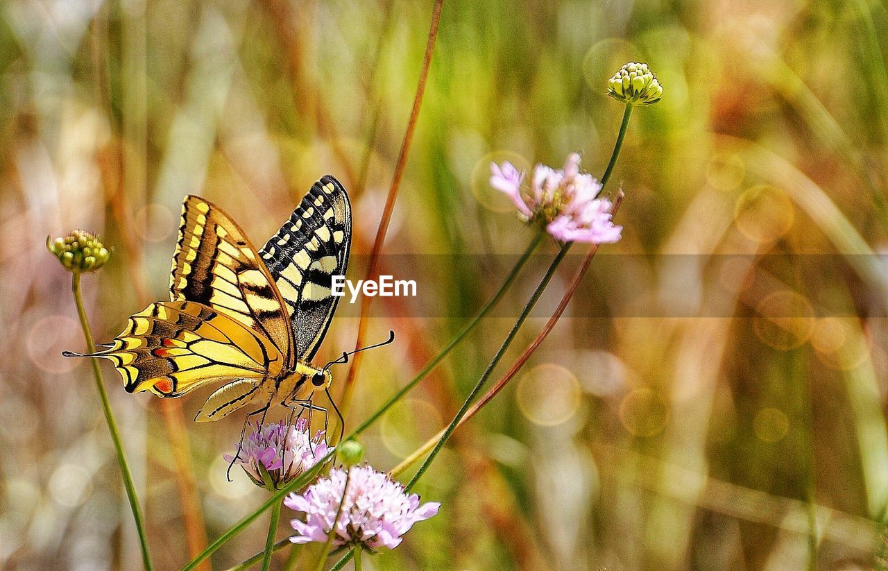 Close-up of butterfly pollinating on flower