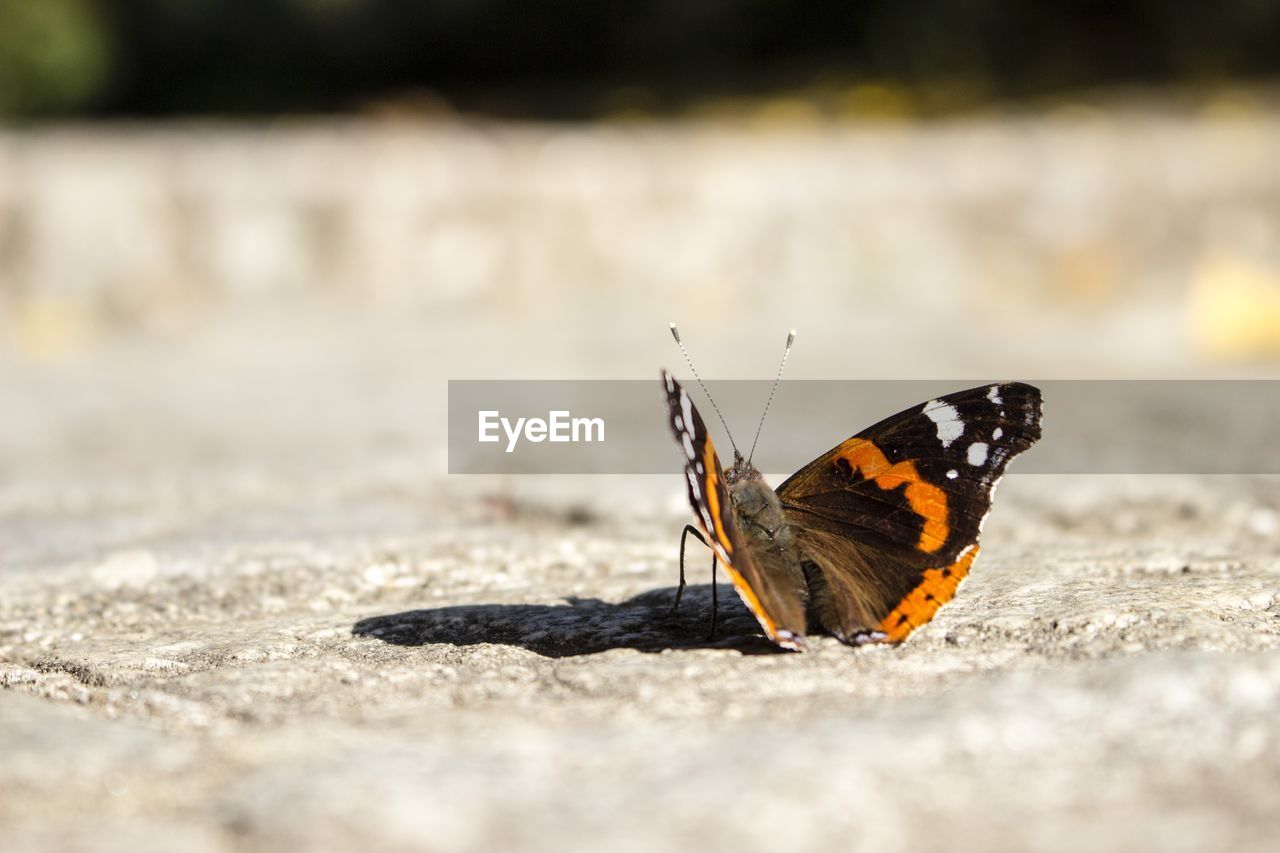 Close-up of butterfly on leaf