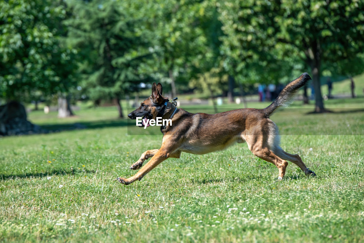 SIDE VIEW OF DOG RUNNING ON GRASS