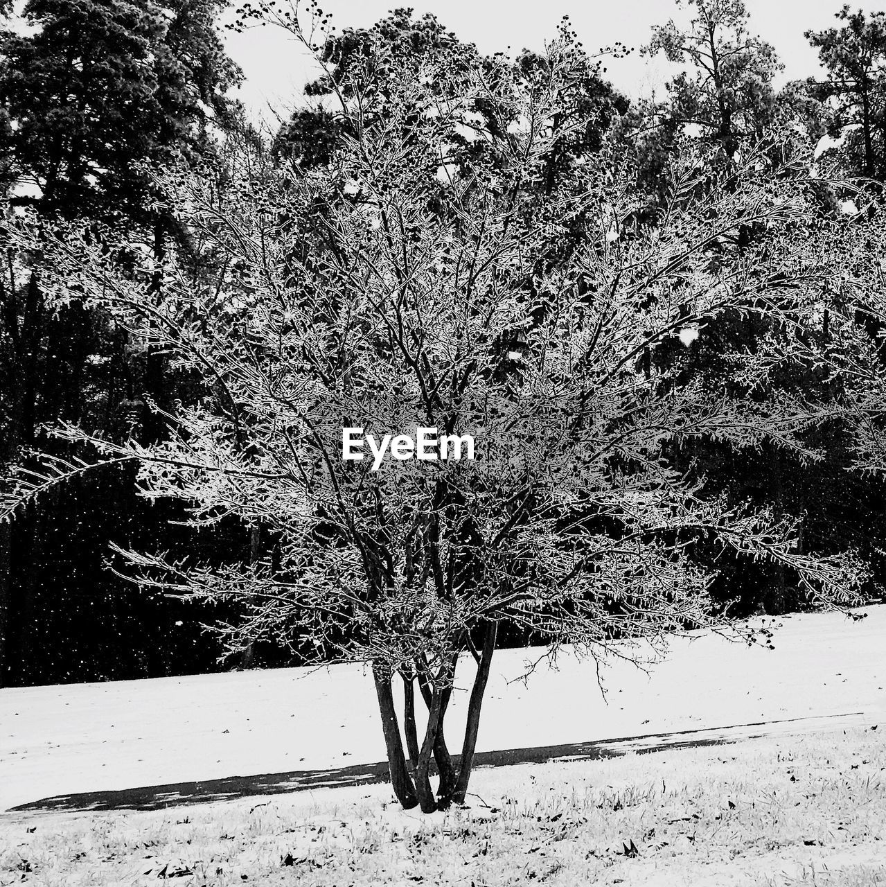 VIEW OF TREES IN THE DARK