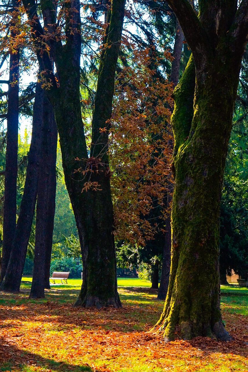 TREES GROWING IN PARK