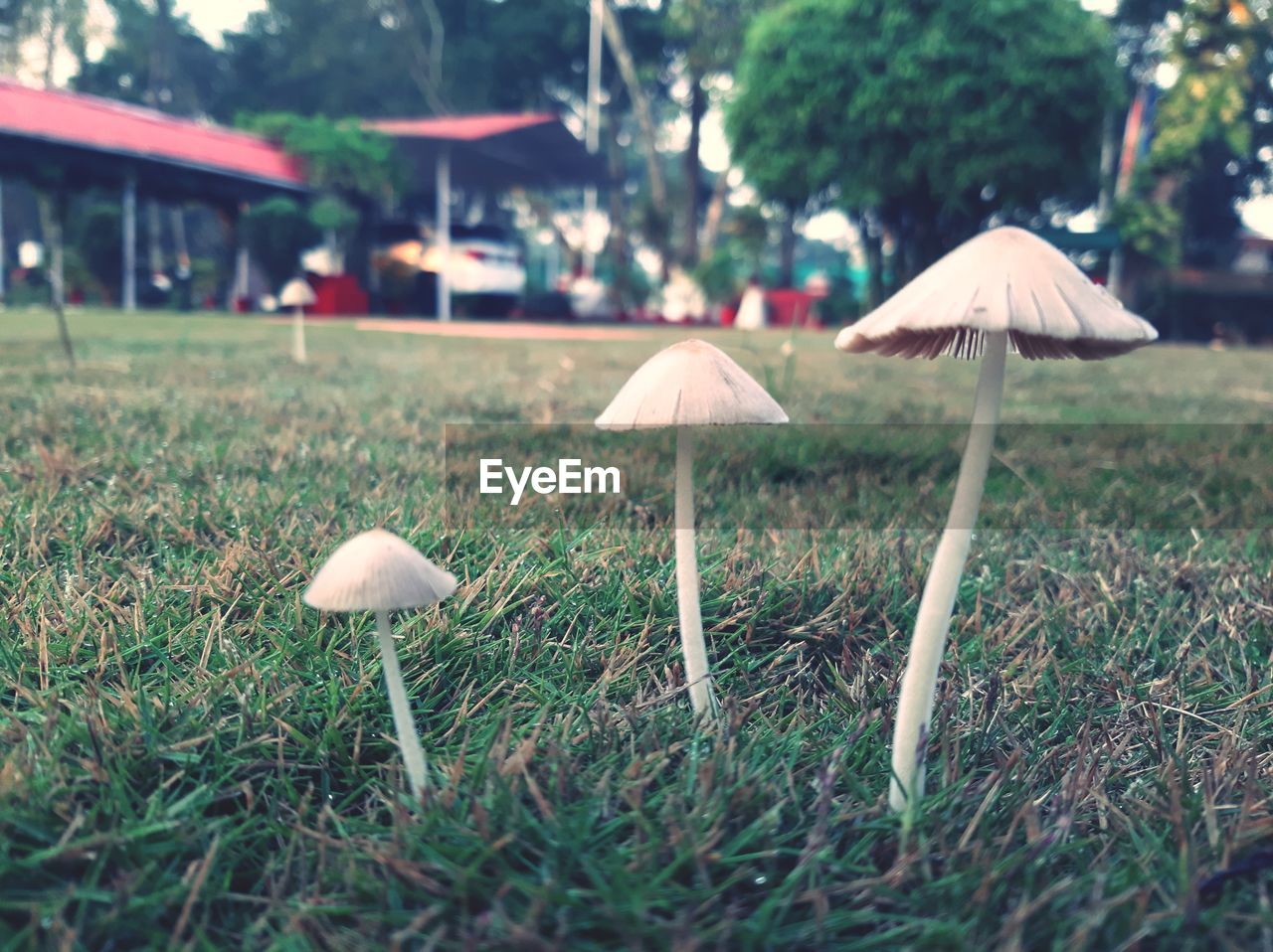 CLOSE-UP OF MUSHROOM ON GRASS