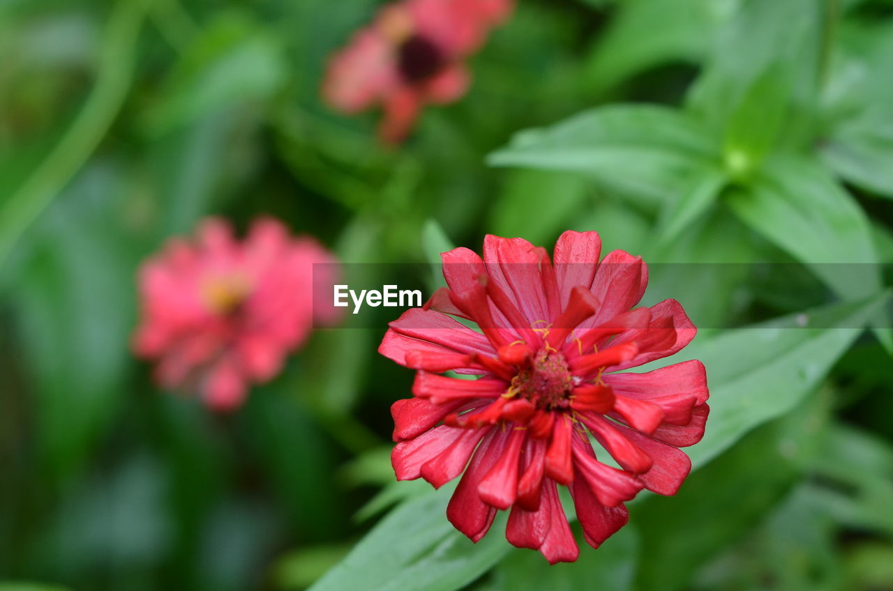 Close-up of pink flower