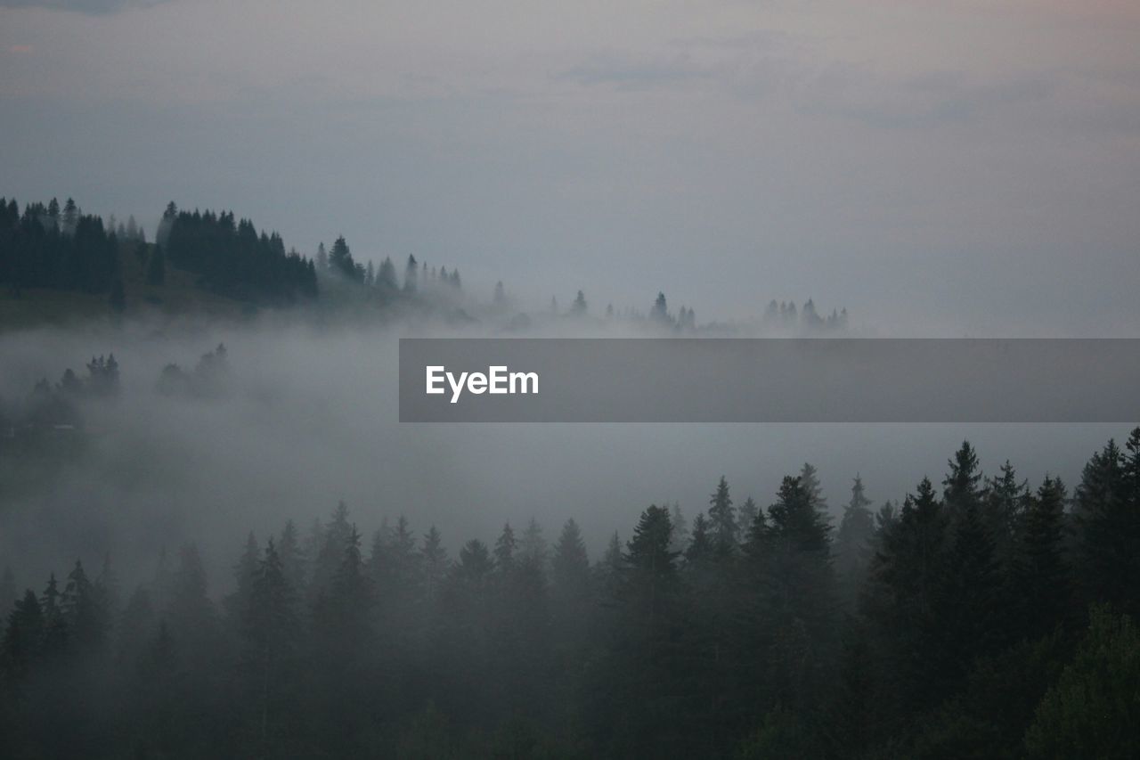 Scenic view of foggy forest against sky at dusk