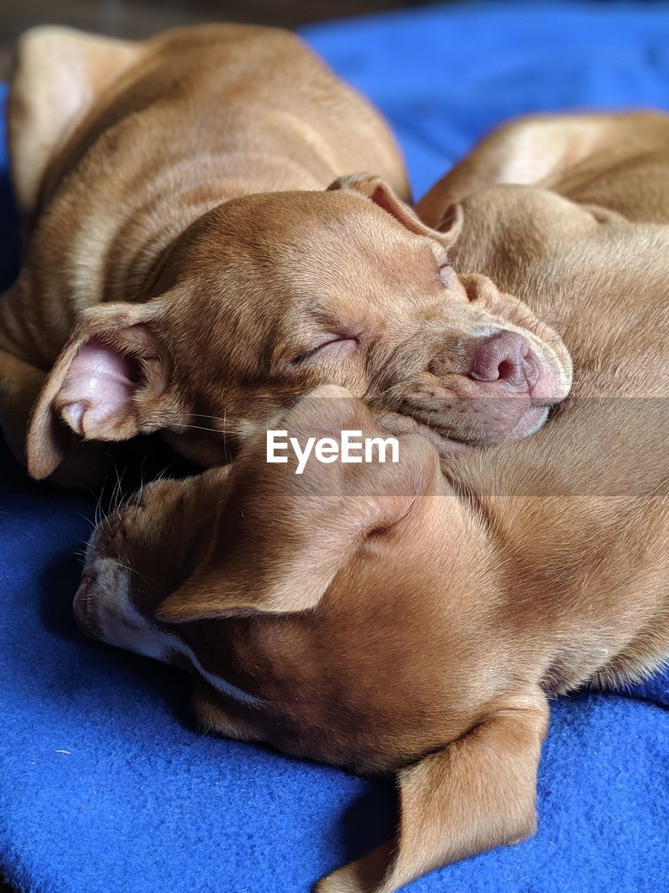 CLOSE-UP OF A DOG SLEEPING PUPPY