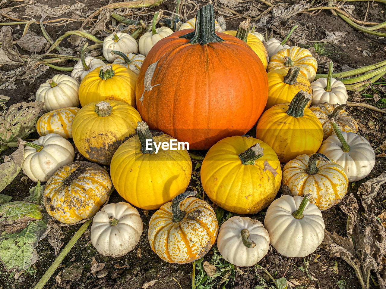Pumpkin patch