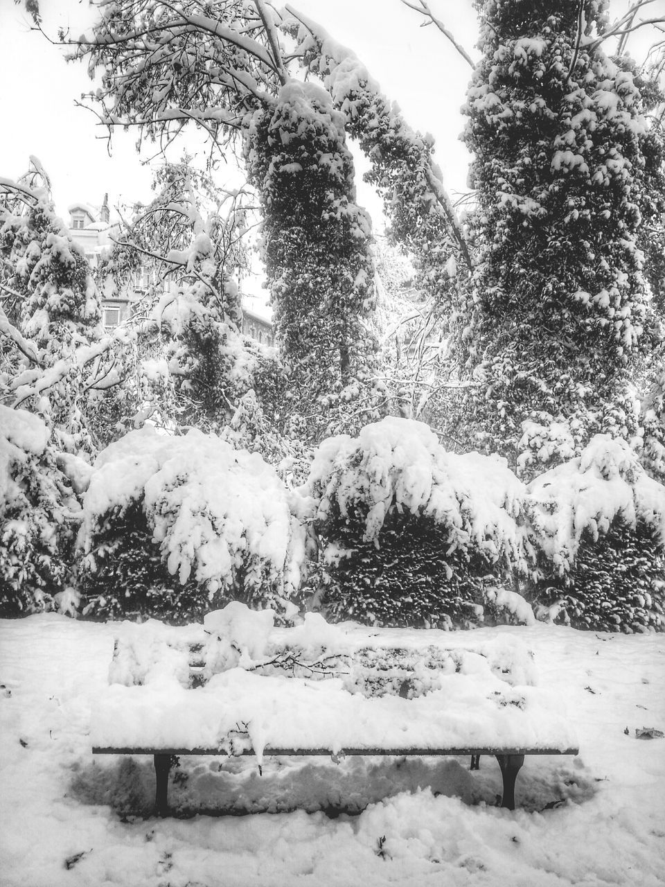 Snow covered bench and trees in park during winter