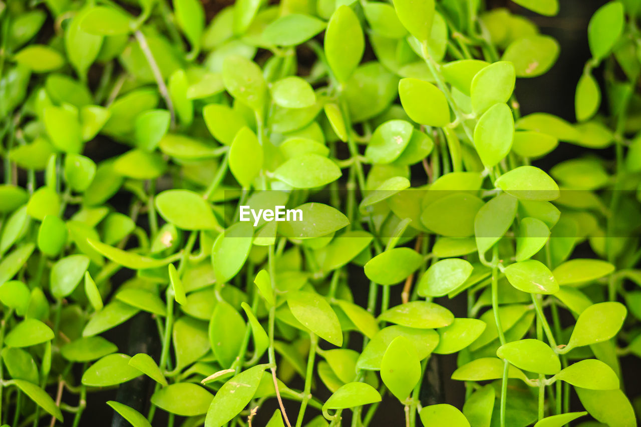 HIGH ANGLE VIEW OF LEAVES