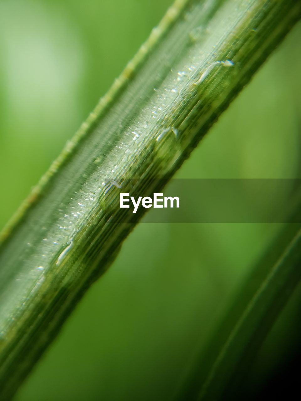 CLOSE-UP OF WATER DROPS ON LEAF