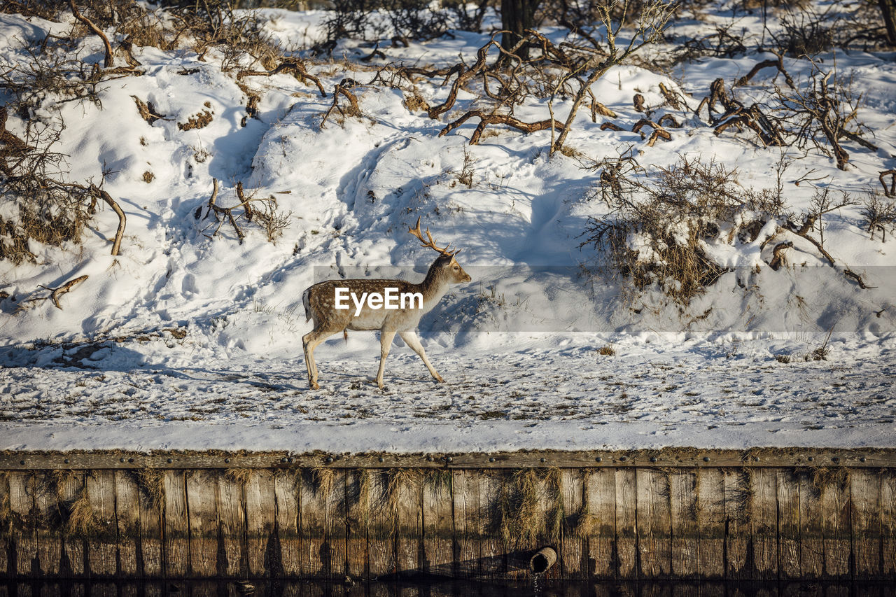 Deer standing in snow