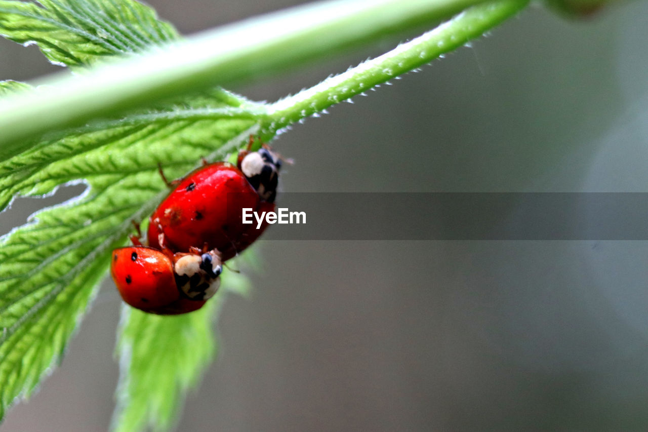 Close-up of ladybugs on leaf 