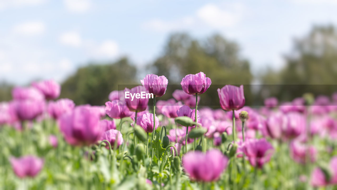 Close-up of pink flowers on field