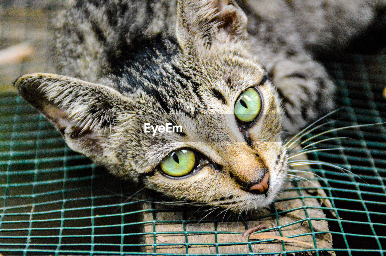 CLOSE-UP PORTRAIT OF CAT IN MOUTH