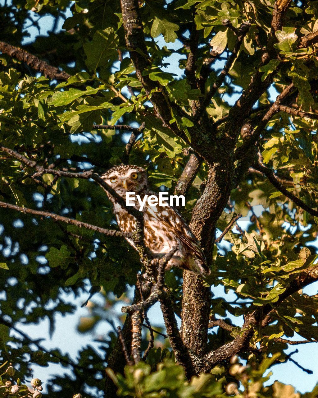 tree, plant, leaf, animal themes, animal, animal wildlife, branch, nature, wildlife, one animal, low angle view, no people, green, flower, bird, day, outdoors, plant part, beauty in nature, autumn, reptile, growth