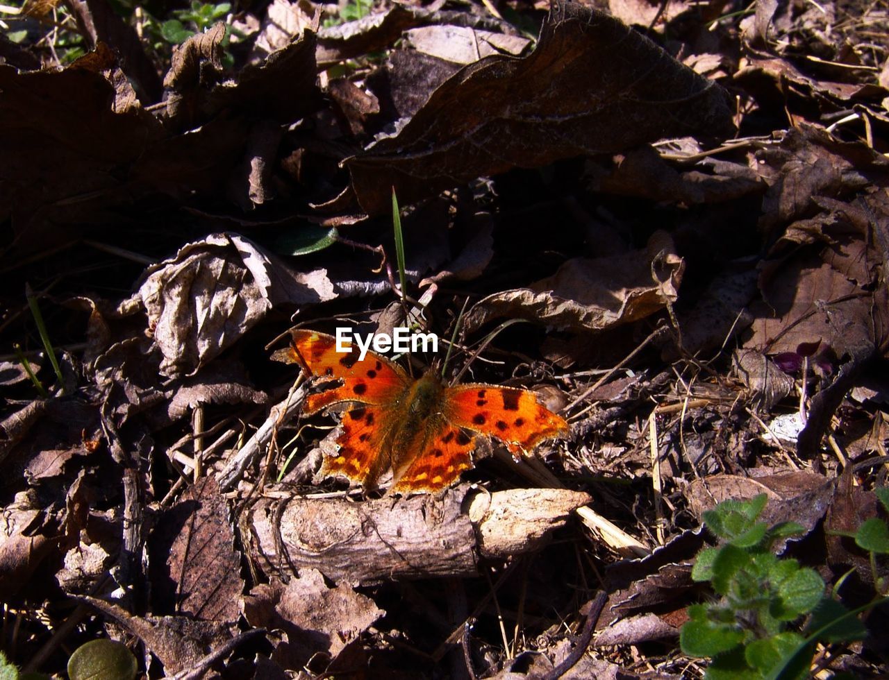 HIGH ANGLE VIEW OF ORANGE BUTTERFLY ON DRY PLANTS