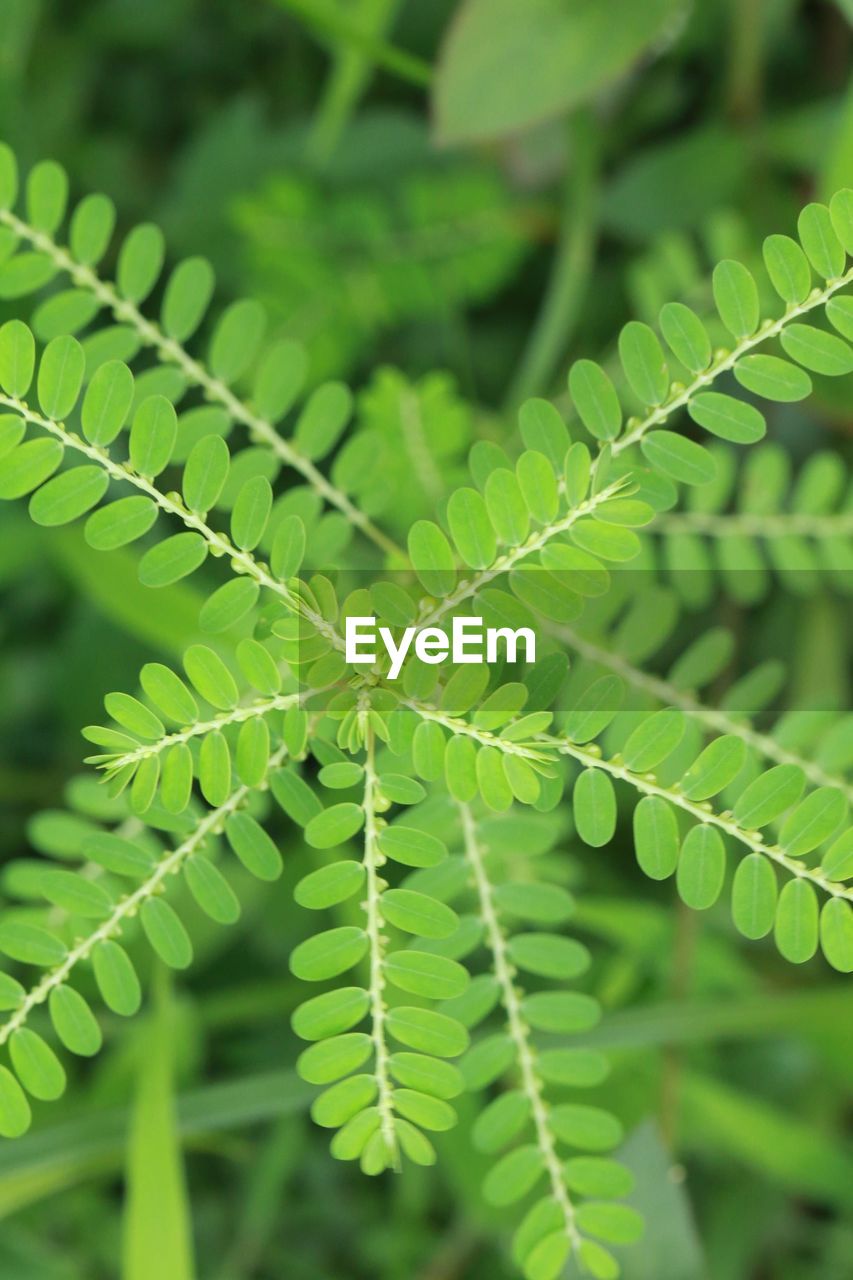 CLOSE-UP OF LEAVES ON PLANT