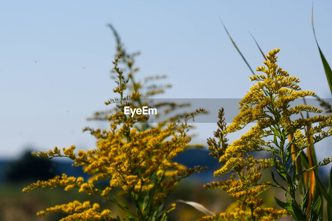 plant, yellow, nature, sky, flower, growth, beauty in nature, no people, food and drink, flowering plant, food, landscape, sunlight, rapeseed, land, tree, meadow, freshness, environment, focus on foreground, agriculture, outdoors, close-up, prairie, branch, wildflower, rural scene, grass, day, crop, leaf, blue, field, plant part, clear sky, sunny, summer, scenics - nature, tranquility, springtime, macro photography