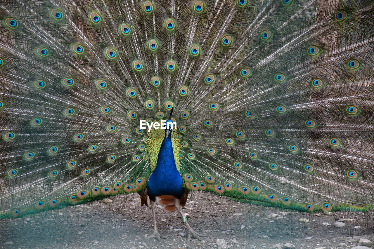 Peacock with feathers fanned out