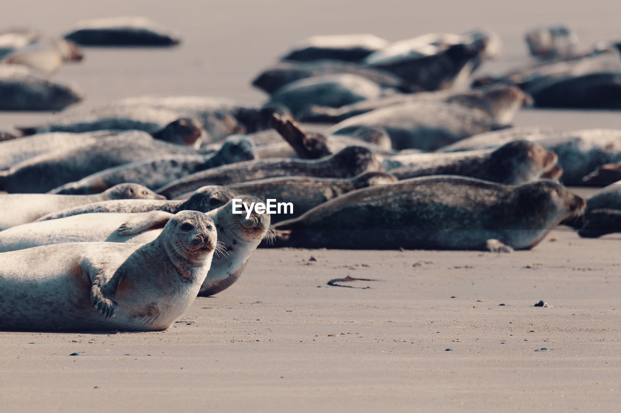 View of crab on beach