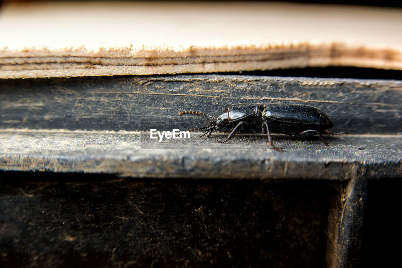 CLOSE-UP OF INSECT