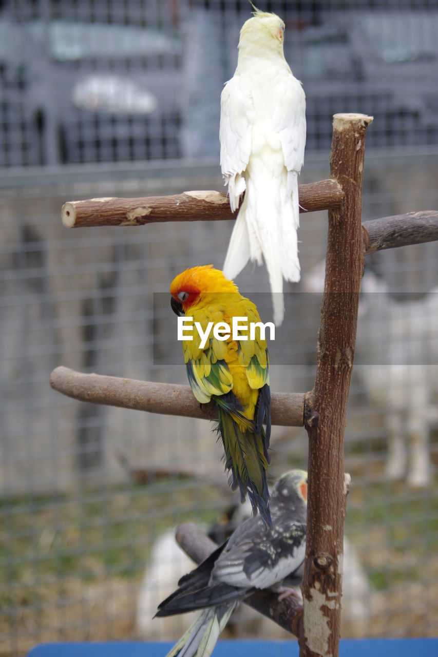 BIRD PERCHING ON BRANCH