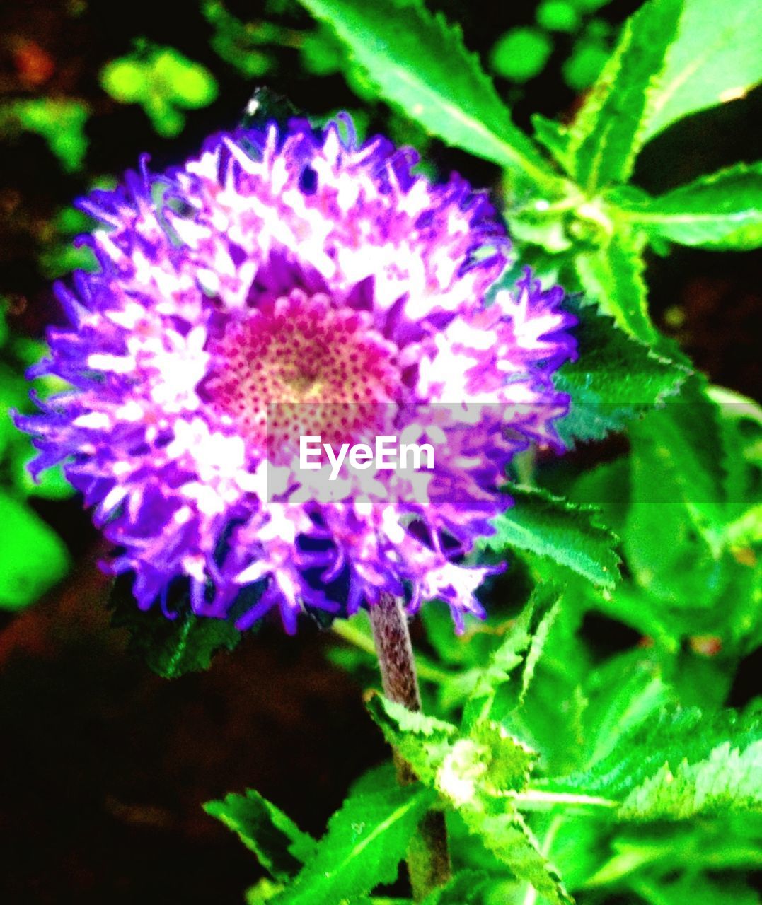 CLOSE-UP OF PURPLE FLOWERS