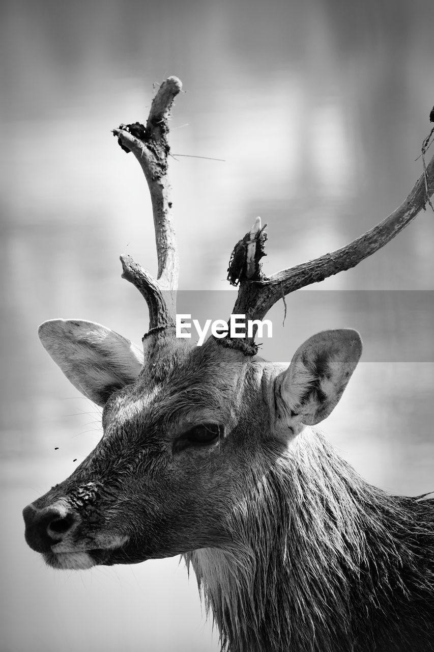 CLOSE-UP OF DEER ON A TREE