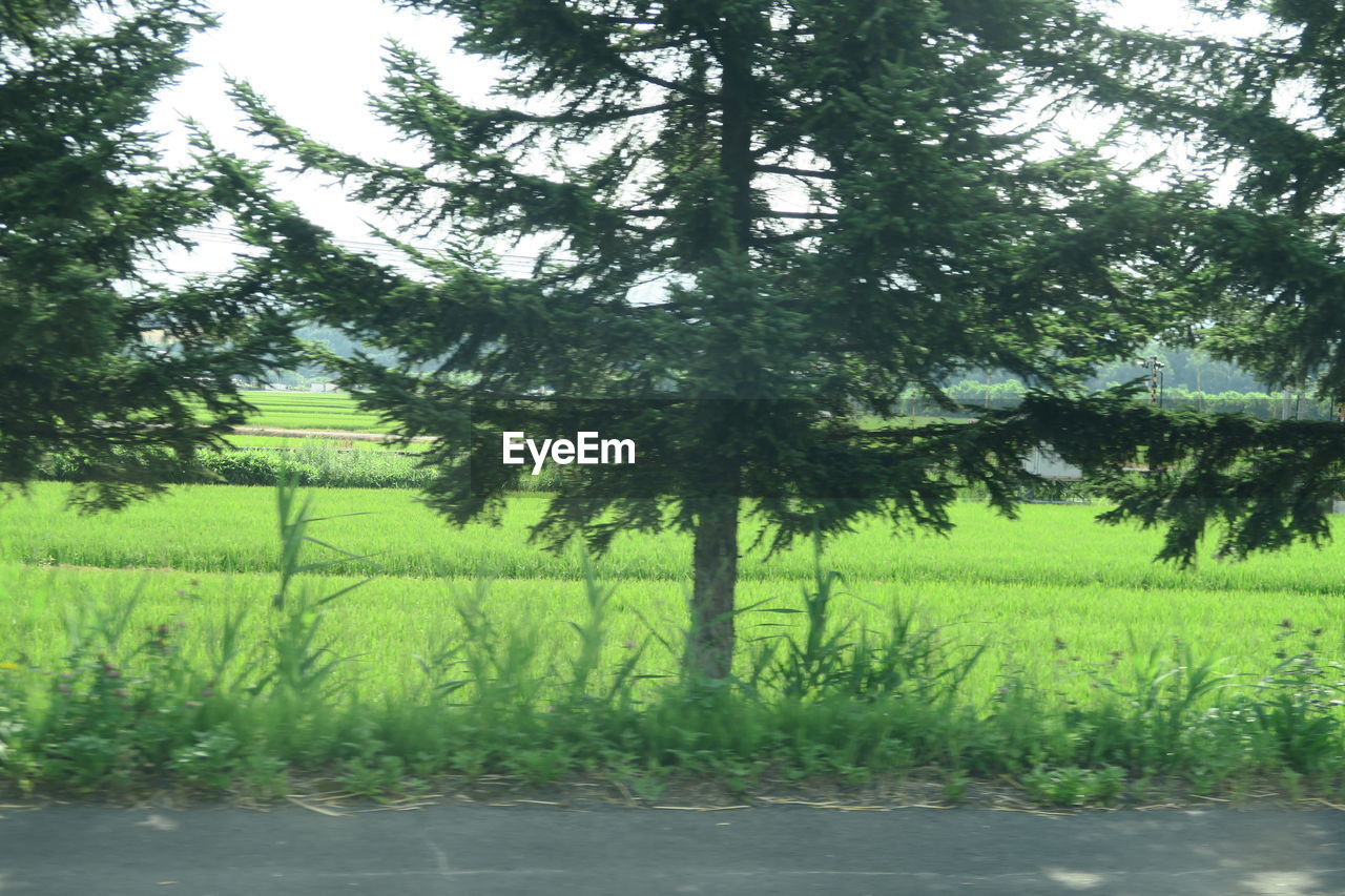 SCENIC VIEW OF TREES ON FIELD