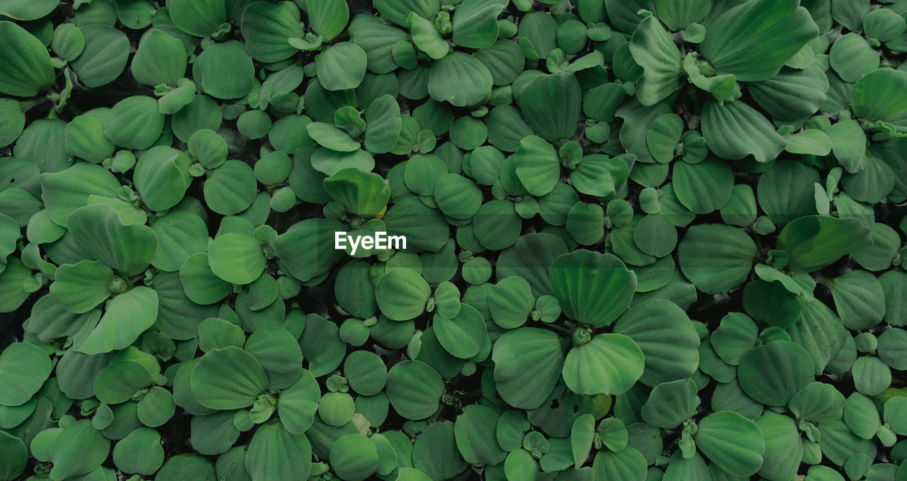 FULL FRAME SHOT OF PLANTS