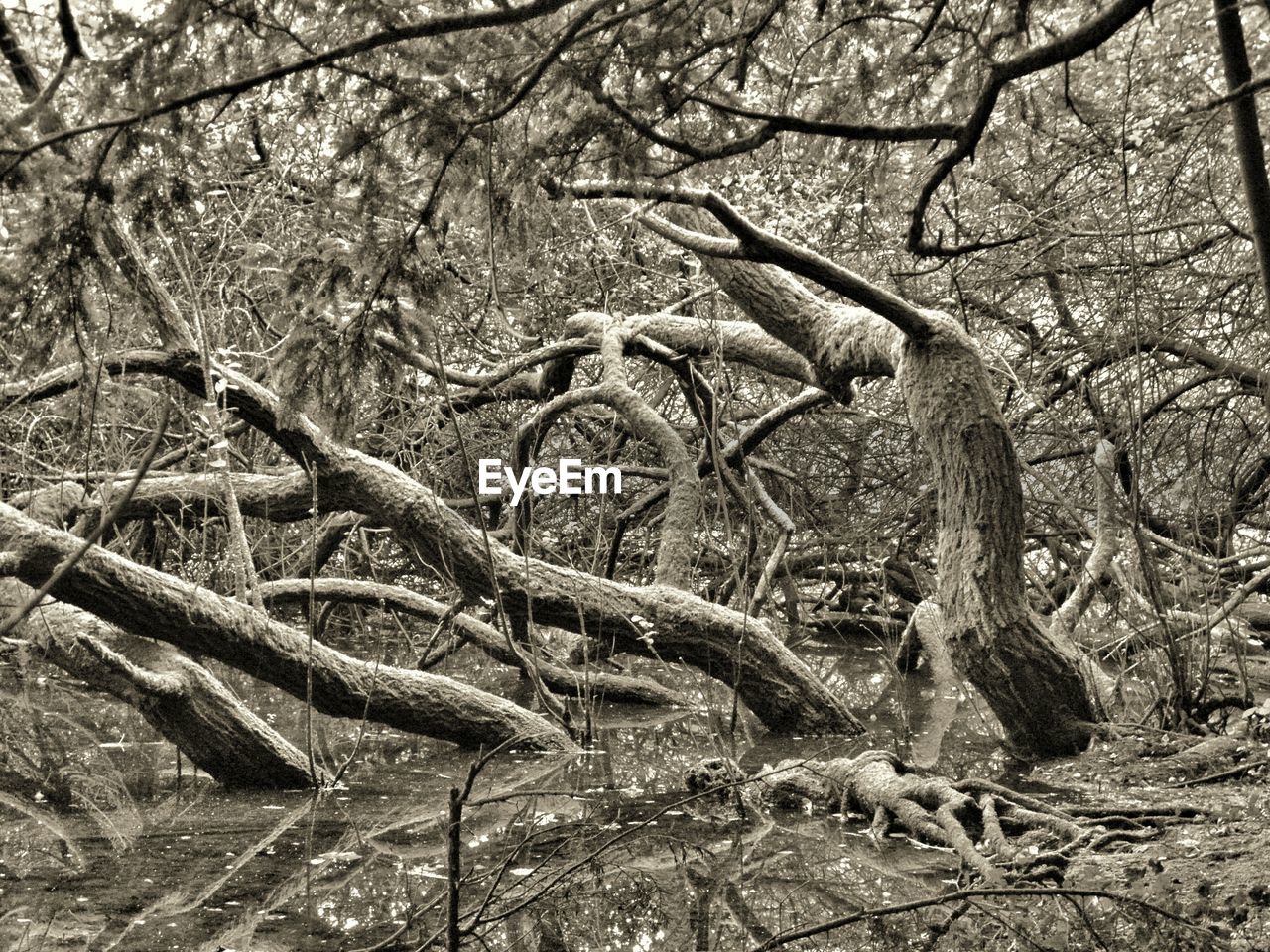 BARE TREES IN THE DARK