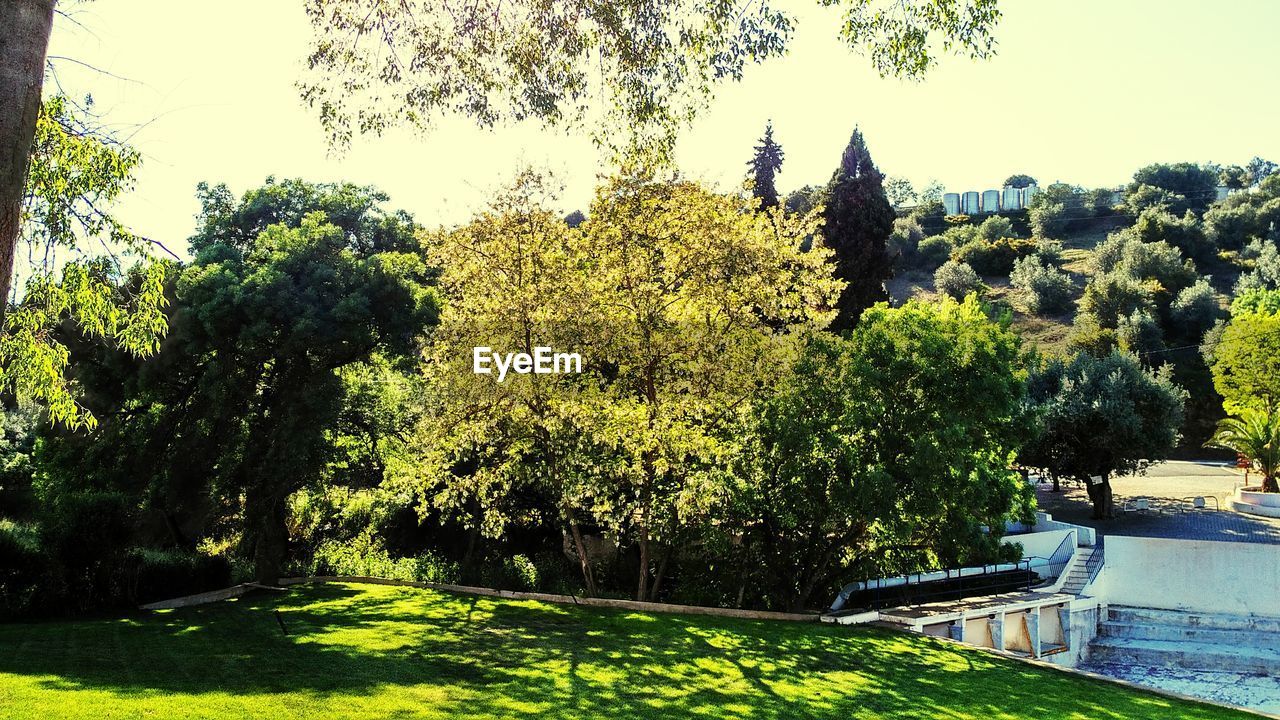 TREES BY PLANTS AGAINST SKY