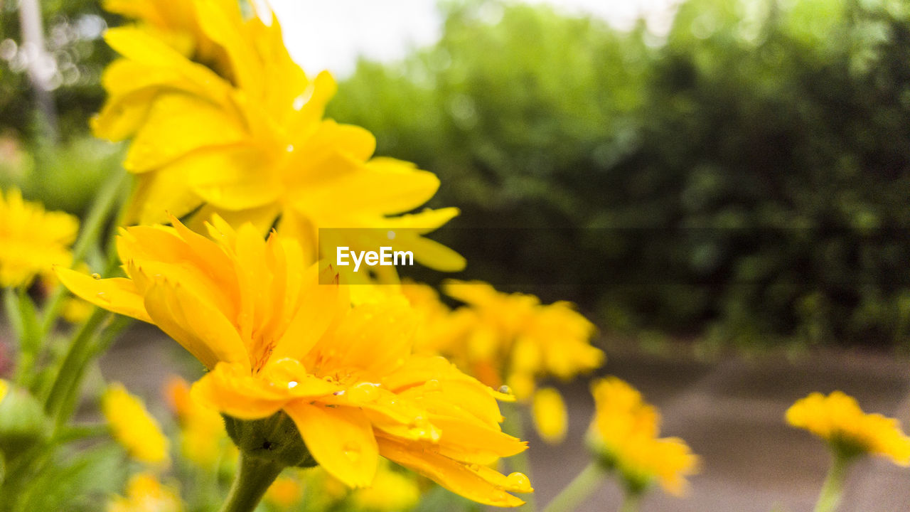 Close-up of yellow flower