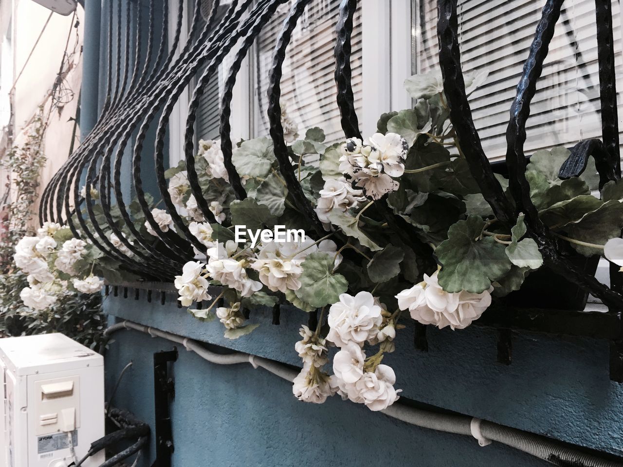 CLOSE-UP OF FLOWERS ON BUILDING