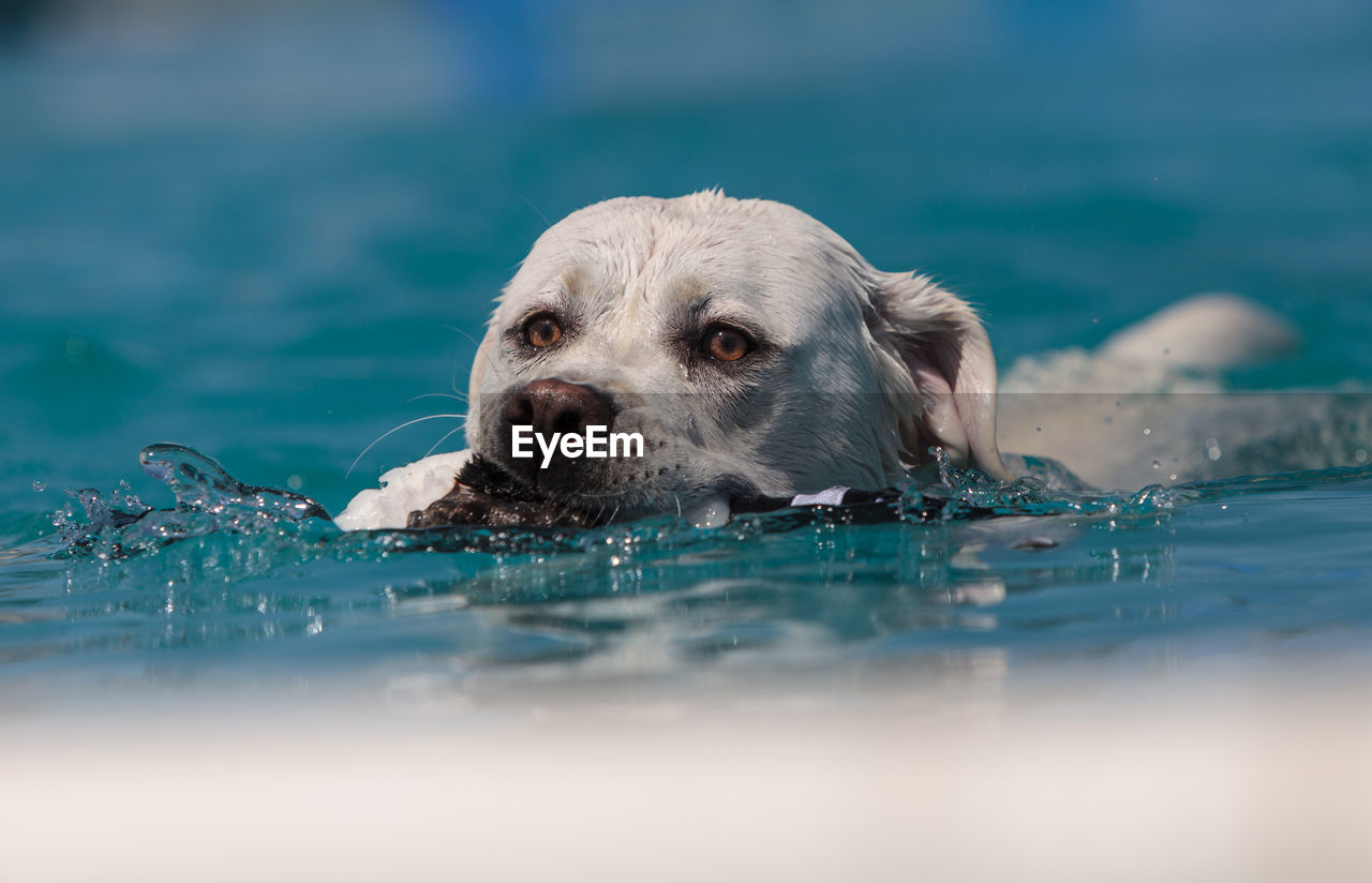 Dog swimming in pool