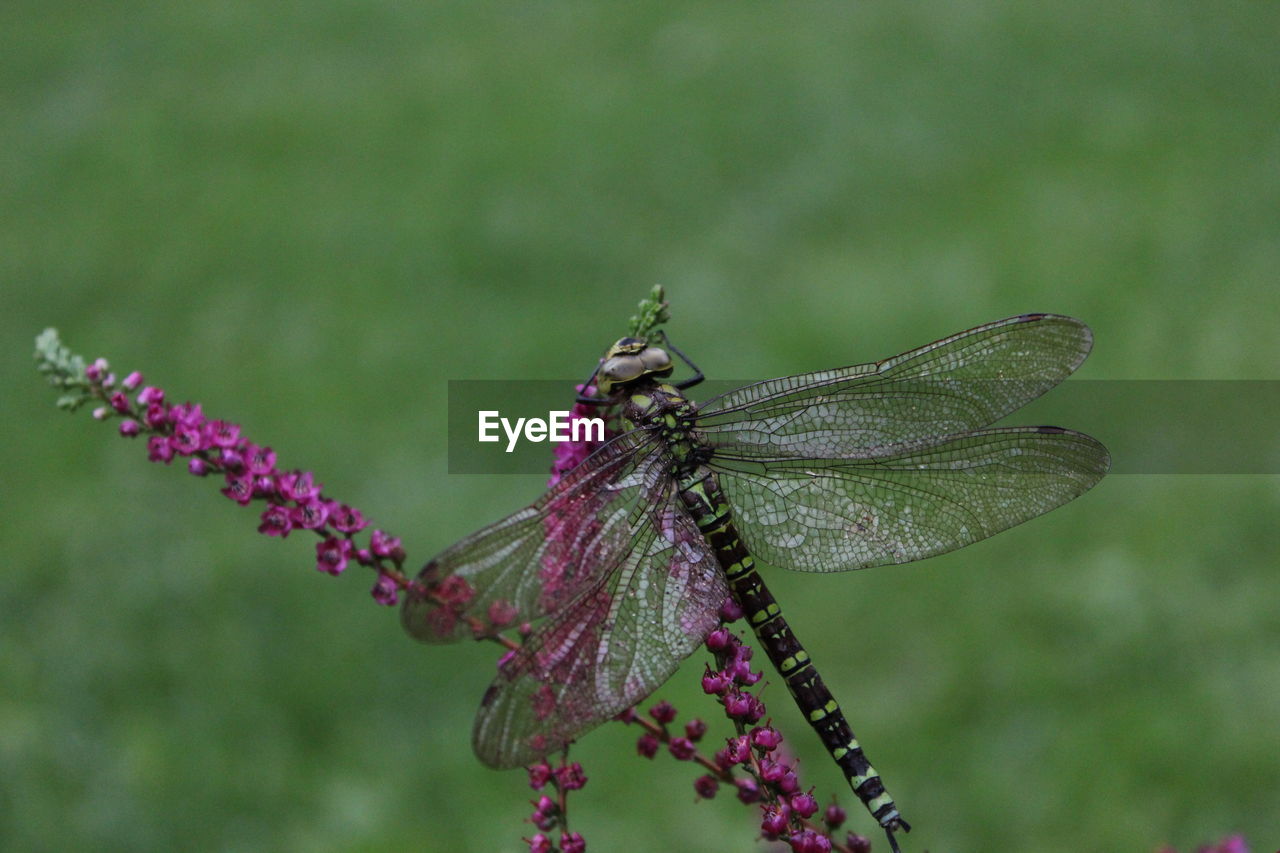 Close-up of dragonfly on purple flower buds