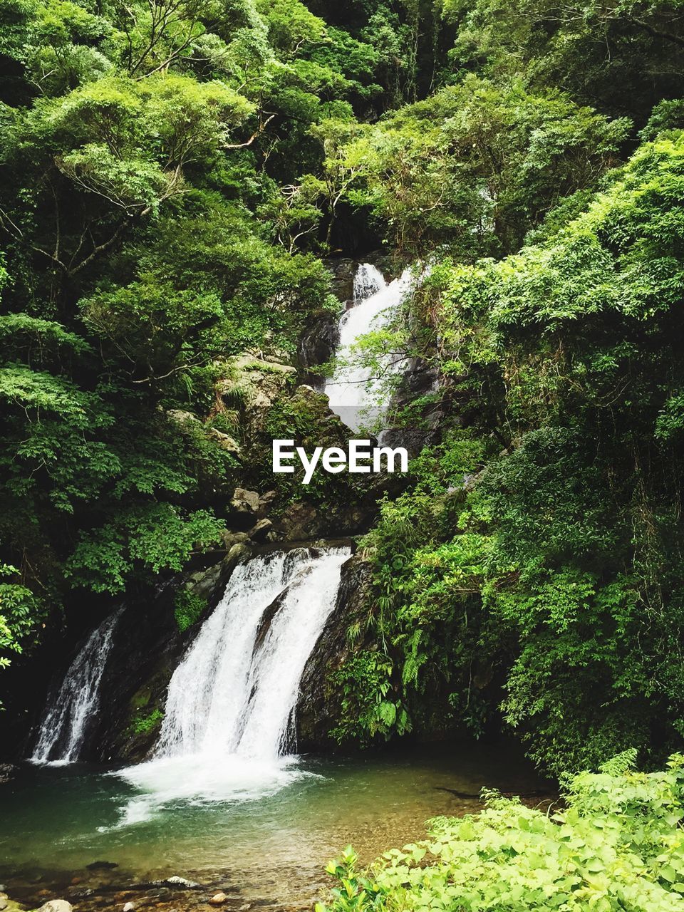 Scenic view of waterfall in forest