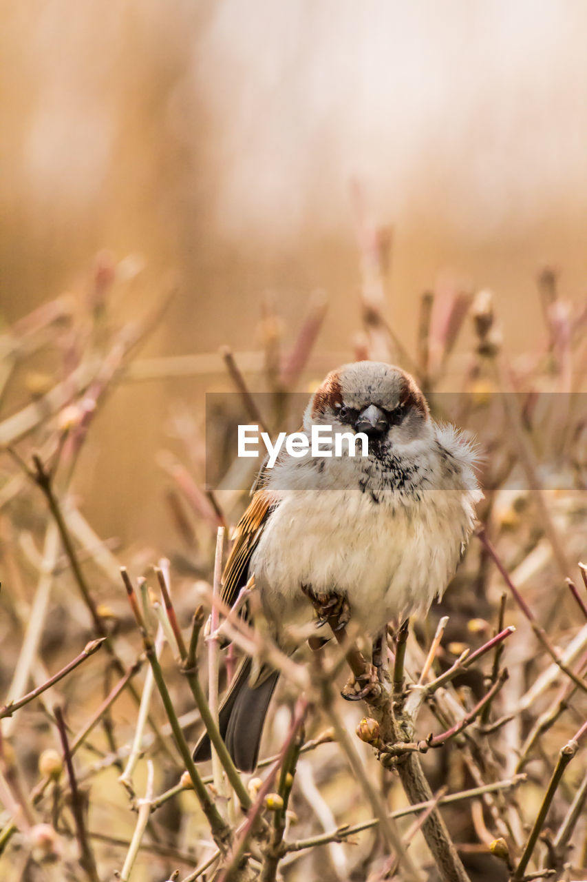 CLOSE-UP OF A BIRD ON DRY GRASS