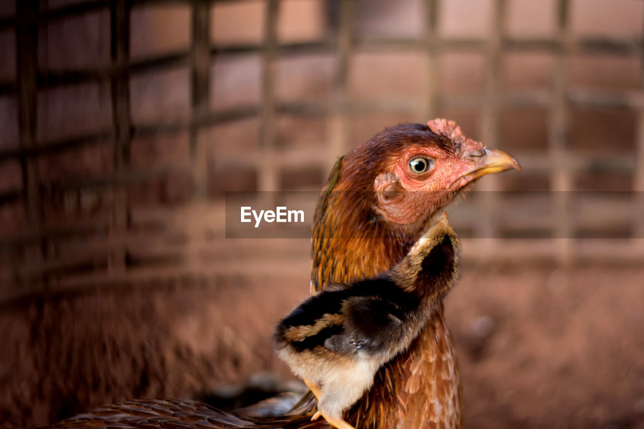 Close-up of hen and chick