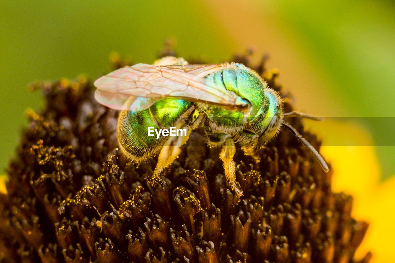 CLOSE-UP OF HONEY BEE POLLINATING FLOWER