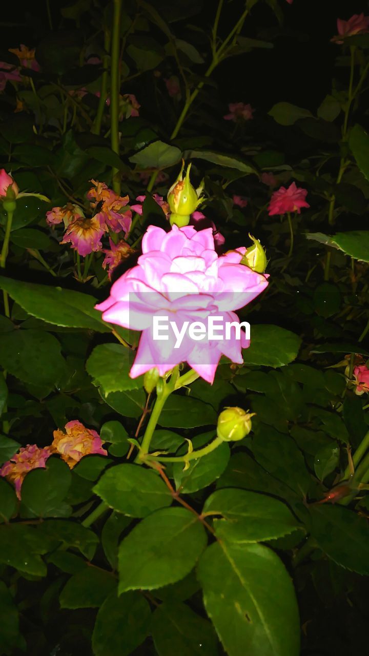 CLOSE-UP OF PINK FLOWERING PLANTS