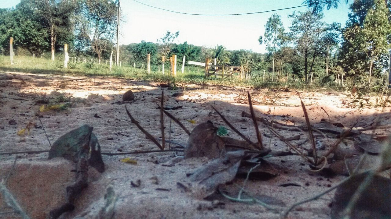 PLANTS AND TREES ON SAND