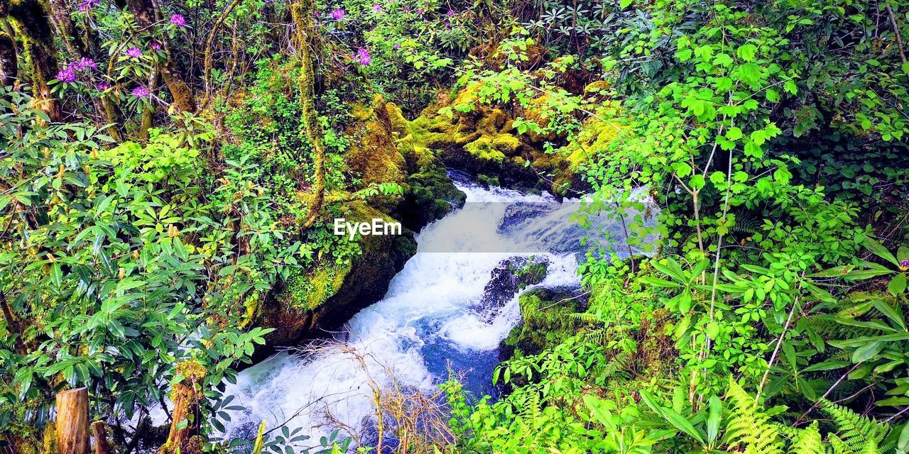 SCENIC VIEW OF WATERFALL