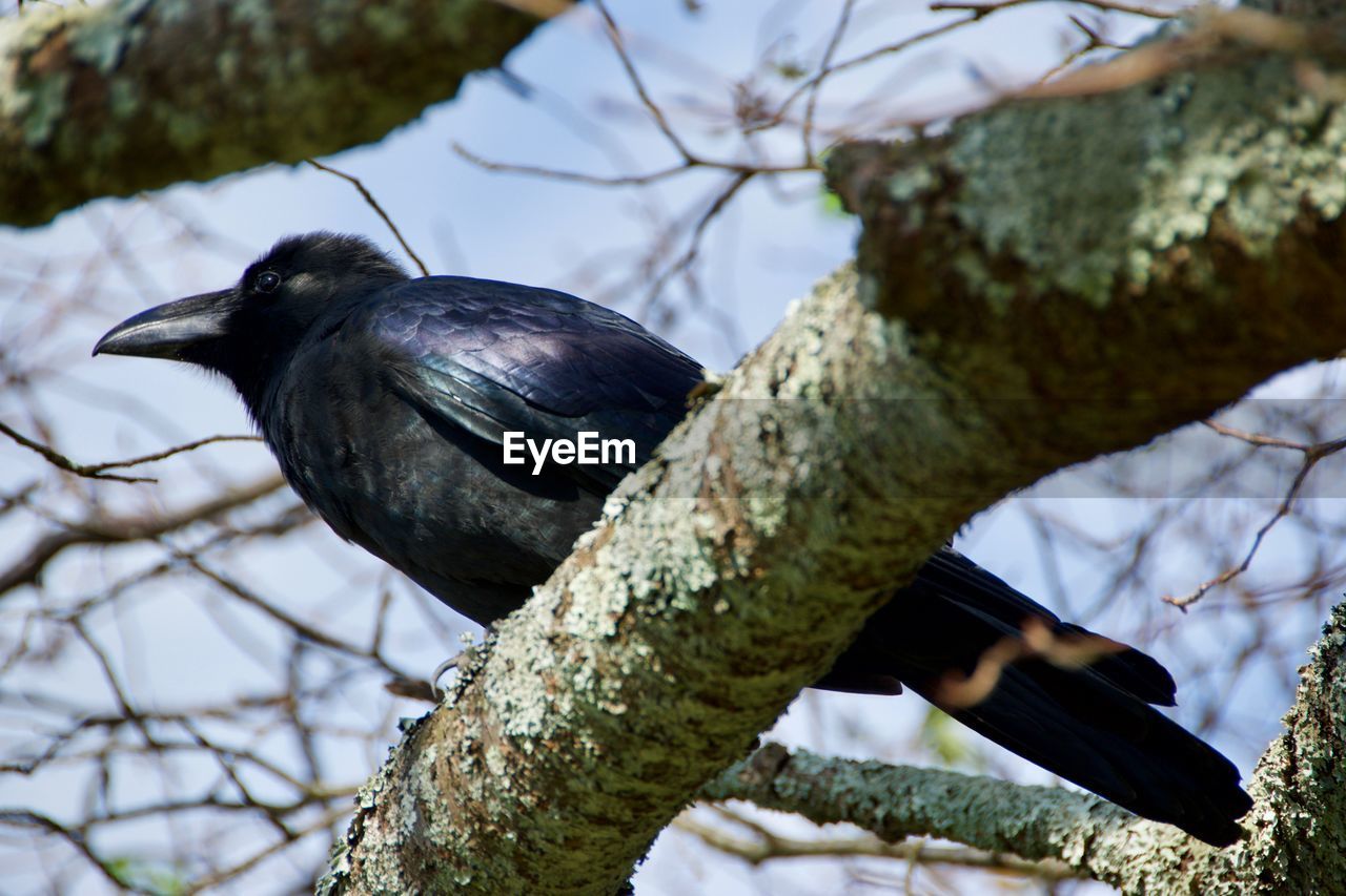 LOW ANGLE VIEW OF BIRD PERCHING ON A TREE