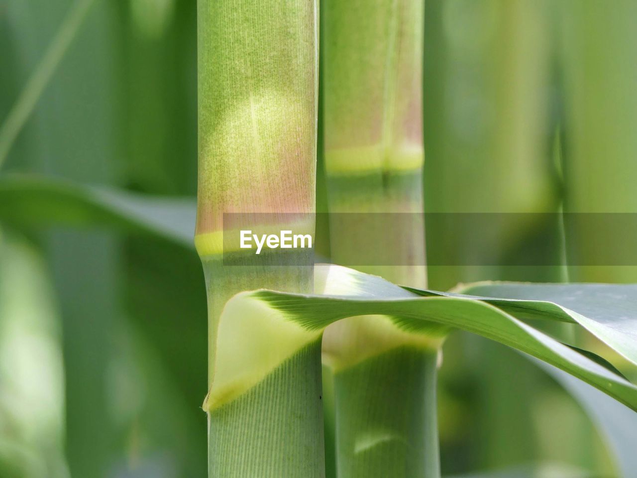 CLOSE-UP OF GREEN PLANT