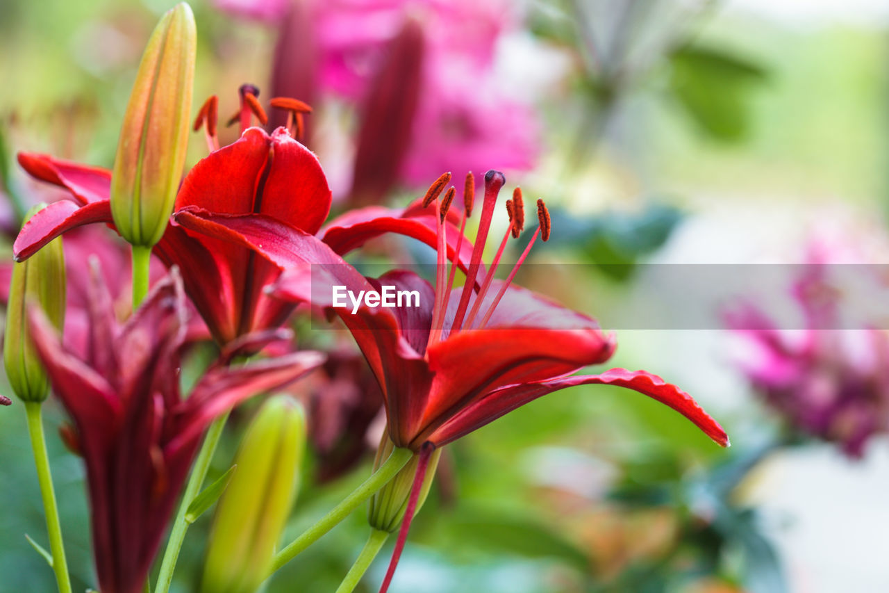 CLOSE-UP OF RED FLOWERING PLANTS