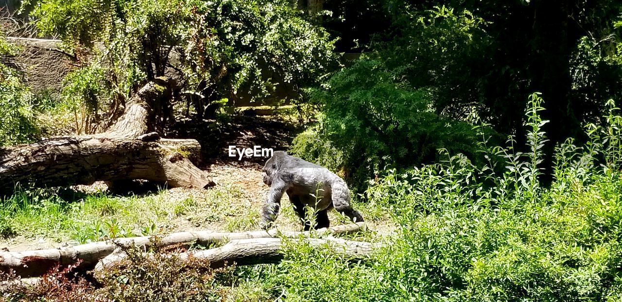 VIEW OF A SHEEP IN THE FOREST