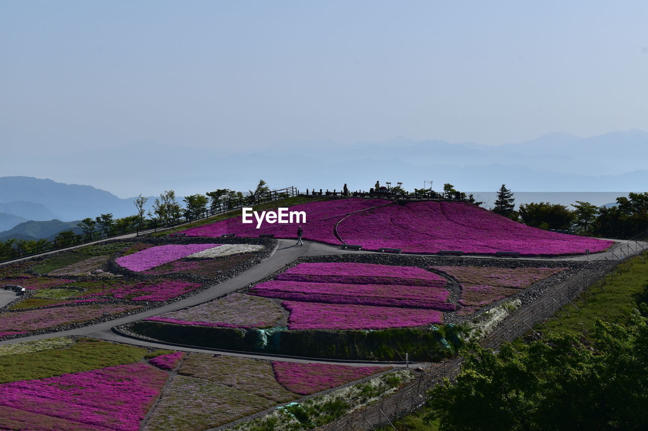 Purple flowers on field against clear sky