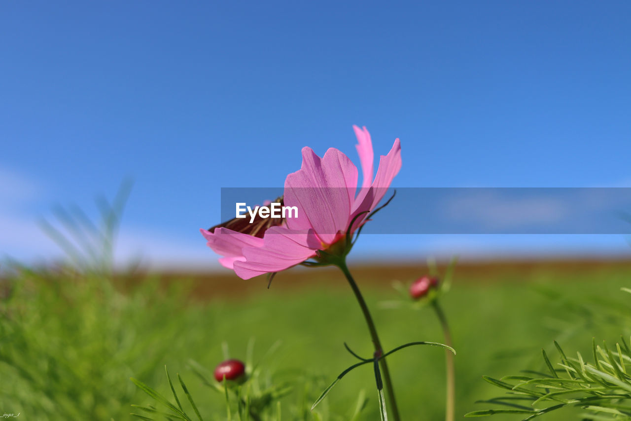 Close-up of pink flower on field against sky